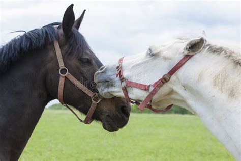 baiser cheval|Baiser cheval Photos Stock & Des Images .